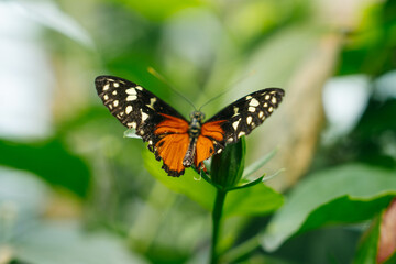 Heliconius hecale species, commonly known as the Hecale longwing or Tiger longwing. This butterfly is part of the Nymphalidae family and is native to Central and South America.