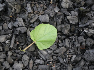 Climate change. drought and aridity on black and charcoal soil. Green plants are very important for the balance of nature and everything in it. water. clean air. earth and plants.