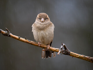 Haussperling (Passer domesticus)
