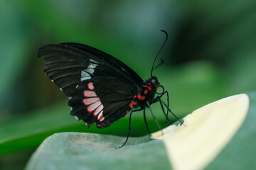 Piano Key Butterfly (Heliconius melpomene), a striking species native to the rainforests of Central and South America. Is perched delicately on a green leaf. educational materials, 