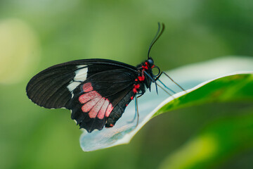 Piano Key Butterfly (Heliconius melpomene), a striking species native to the rainforests of Central and South America. Is perched delicately on a green leaf. educational materials, 
