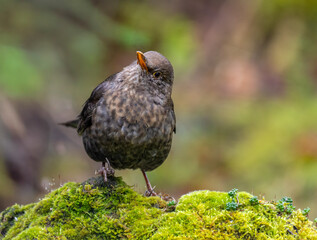 Amsel (Turdus merula)