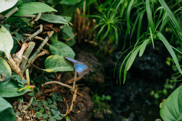Blue Morpho Butterfly (Morpho peleides), one of the most iconic butterfly species in the rainforests of Central and South America. Green leaf near a dense patch of vegetation, which creates a serene 