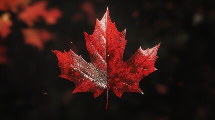 Fototapeta premium Stunning Closeup of a Vibrant Red Maple Leaf on a Dark Slate Background Capturing the Essence of