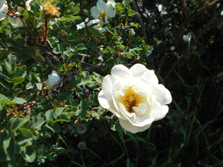rose in the garden