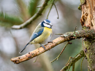 Blaumeise&nbsp;(Cyanistes caeruleu)