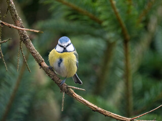 Blaumeise (Cyanistes caeruleu)