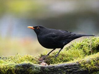 Obraz premium Amsel (Turdus merula)