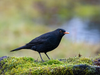 Amsel (Turdus merula)