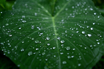 water drops on leaf