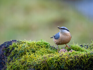 Kleiber (Sitta europaea)
