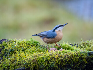 Kleiber (Sitta europaea)