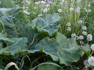 cabbage growing in the garden