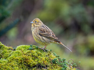 Goldammer (Emberiza citrinella)