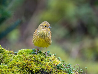 Goldammer (Emberiza citrinella)