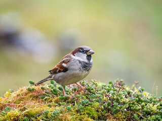  Haussperling (Passer domesticus)