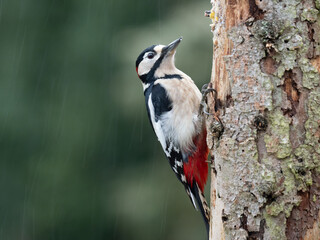 Buntspecht (Dendrocopos major)