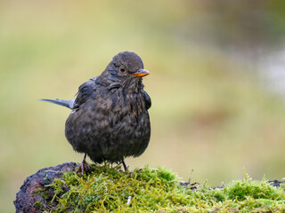 Obraz premium Amsel (Turdus merula)