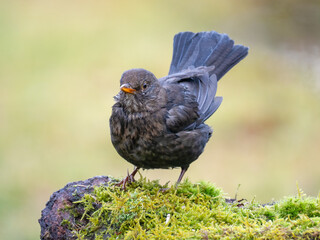 Amsel (Turdus merula)