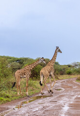 Two Masai Giraffe crossing the road in Serengeti in Tanzania, East Africa