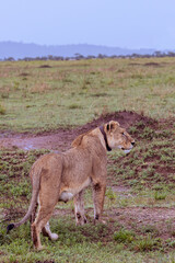 Female lion with leather collar and gps system scanning the environment in Serengeti in Tanzania, East Africa