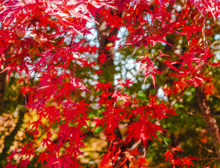 桜山公園　紅葉風景　紅葉　もみじ
紅葉狩り２