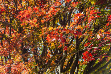 桜山公園　紅葉風景　紅葉　もみじ
紅葉狩り２