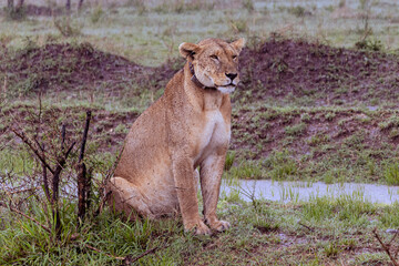 Female lion with leather gps collar scanning the savannah envirionment in Serengeti in Tanzania,...