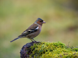Buchfink (Fringilla coelebs)