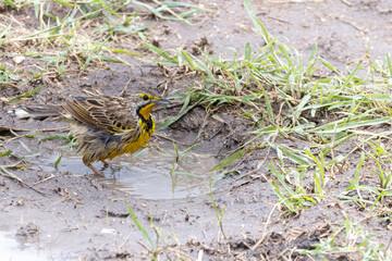 Female Yellow-throated longclaw (Macronyx croceus) taking a bath in a little mud pool In Serengeti in Tanzania, East Africa