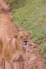 Obraz premium Female lion with lots of mosquitoes on his snout walking along the road scanning the savannah envirionment in Serengeti in Tanzania, East Africa