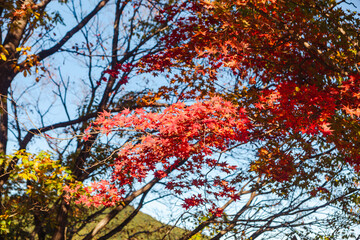 桜山公園　紅葉風景　紅葉　もみじ
紅葉狩り２