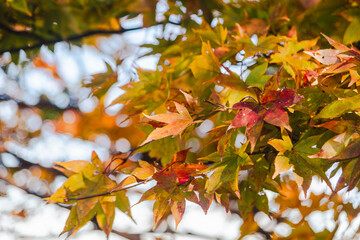 桜山公園　紅葉風景　紅葉　もみじ
紅葉狩り２