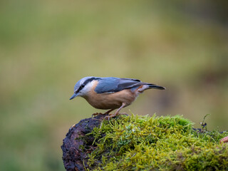 Kleiber (Sitta europaea)