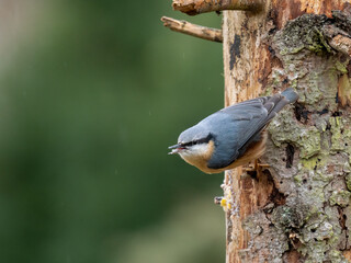 Kleiber (Sitta europaea)