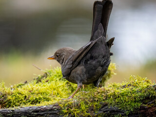 Amsel (Turdus merula)