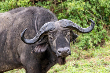 Obraz premium Portrait of Cape buffalo looking into camera in Serengeti in Tanzania, East Africa