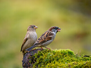  Haussperling (Passer domesticus)