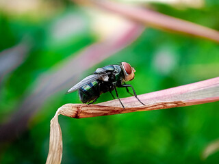 Cochliomyia hominivorax, the New World screw-worm fly, or screw-worm for short, is a species of...
