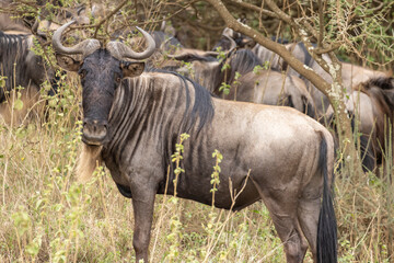 Portrait Wildebeest crossing the road during great migration in Serengeti in Tanzania, East Africa