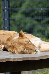 Fototapeta premium Quiet moment: lion sleeping in his enclosure