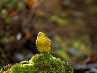 Goldammer (Emberiza citrinella)