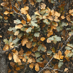 Authentic Oak Leaf Camouflage Pattern with Green and Brown Hues