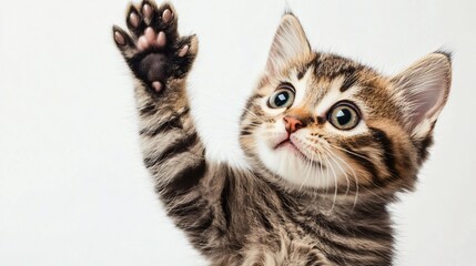 Fototapeta premium A kitten is waving its paw in the air. The kitten is looking up at the camera with a big smile on its face