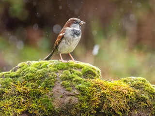  Haussperling (Passer domesticus)