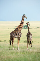 giraffe in the serengeti