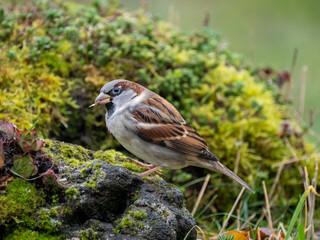 Haussperling (Passer domesticus)     