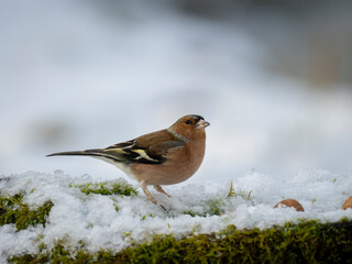 Buchfink (Fringilla coelebs)