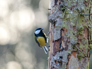 Kohlmeise (Parus major)