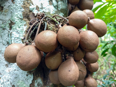 Stelechocarpus burahol, a rare fruit known as kepel, or burahol